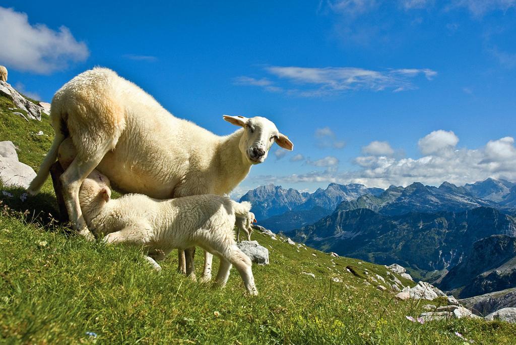 코바리드 Tourist Farm Kranjc 빌라 외부 사진
